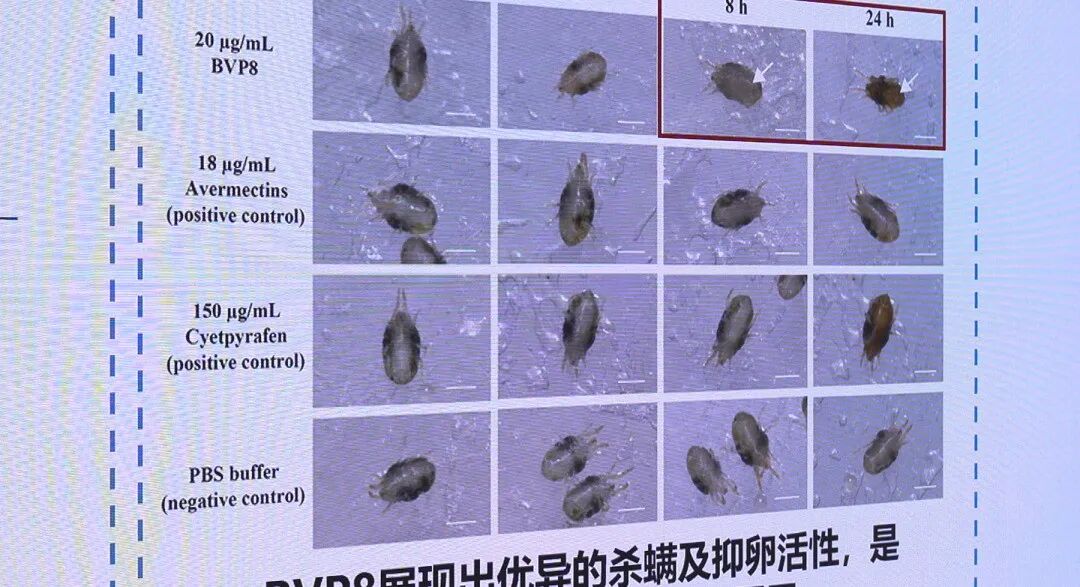 中国原创！全球首款微生物杀螨肽系列成果签约转让
