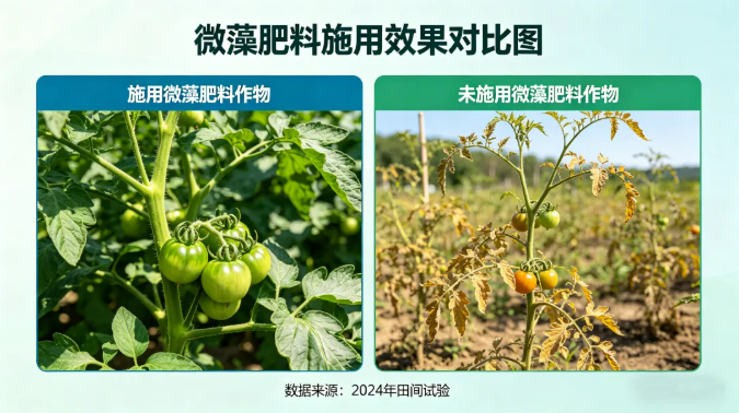 ″微藻″—— 一种新的生物刺激素