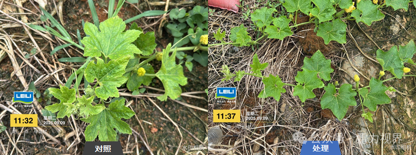 雷力健佰：基于双寡糖免疫诱抗与营养强化的作物绿色防控新模式