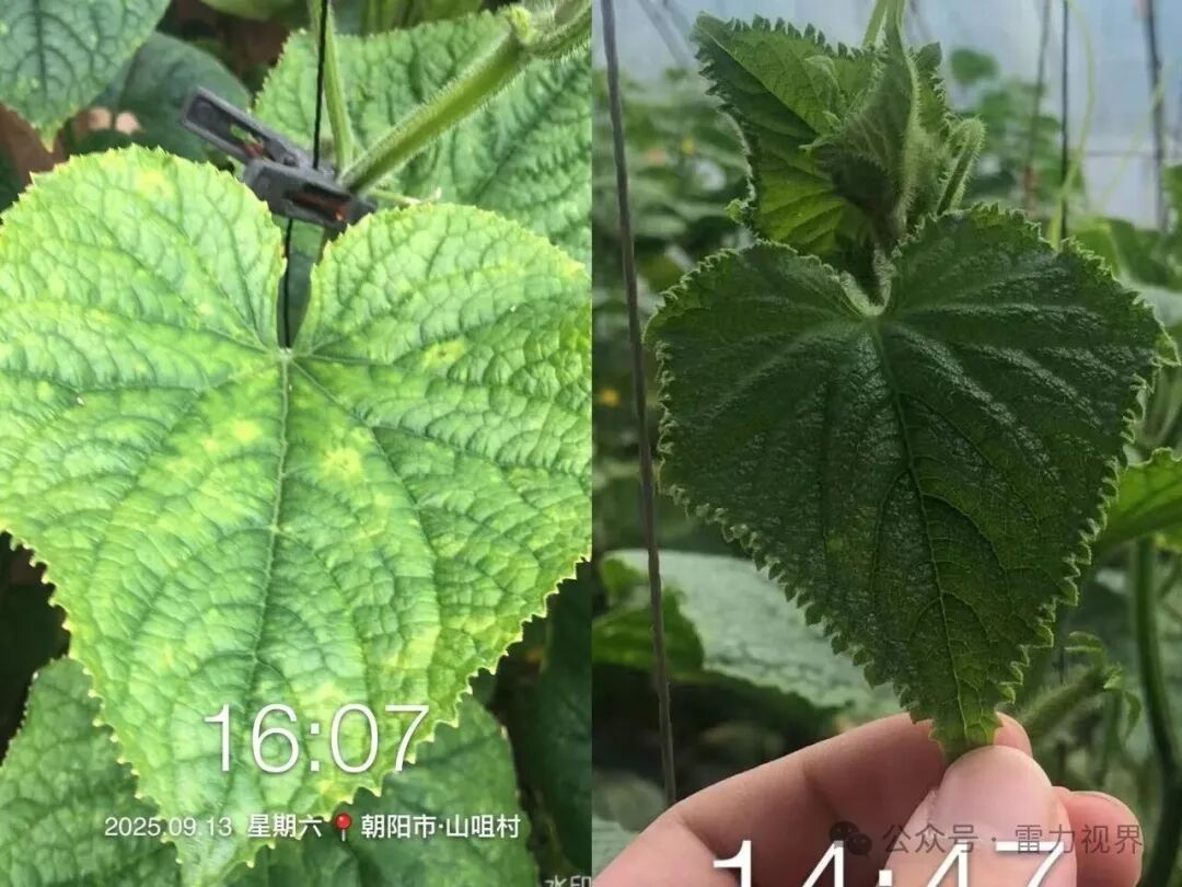 雷力健佰：基于双寡糖免疫诱抗与营养强化的作物绿色防控新模式