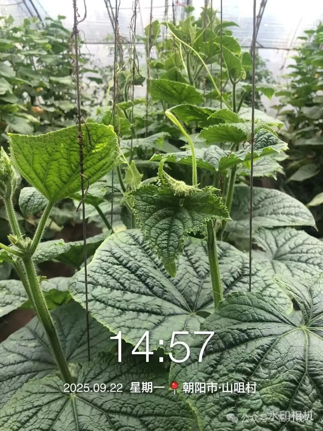 雷力健佰：基于双寡糖免疫诱抗与营养强化的作物绿色防控新模式