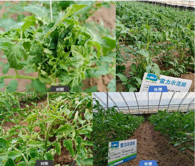 雷力健佰：基于双寡糖免疫诱抗与营养强化的作物绿色防控新模式