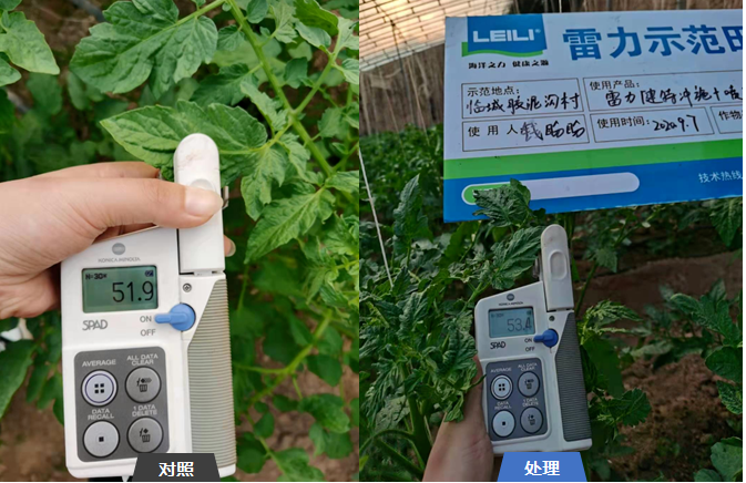 雷力健佰：基于双寡糖免疫诱抗与营养强化的作物绿色防控新模式