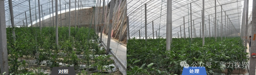 雷力健佰：基于双寡糖免疫诱抗与营养强化的作物绿色防控新模式