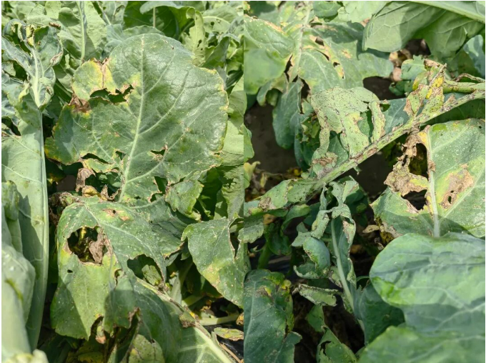 雷力健佰：基于双寡糖免疫诱抗与营养强化的作物绿色防控新模式