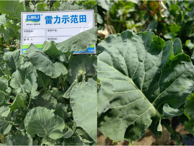 雷力健佰：基于双寡糖免疫诱抗与营养强化的作物绿色防控新模式