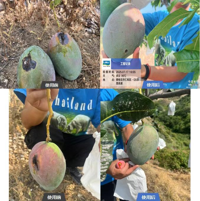 雷力健佰：基于双寡糖免疫诱抗与营养强化的作物绿色防控新模式