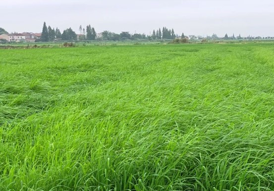 清原氟砜草胺：开启水稻除草新篇章