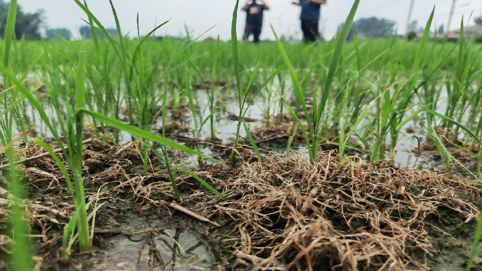 清原氟砜草胺：开启水稻除草新篇章