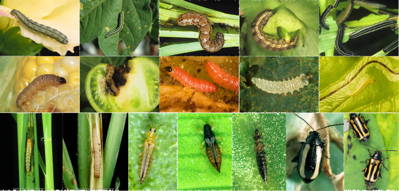 新型鱼尼丁受体变构体调控剂—环丙虫酰胺的应用与前景分析