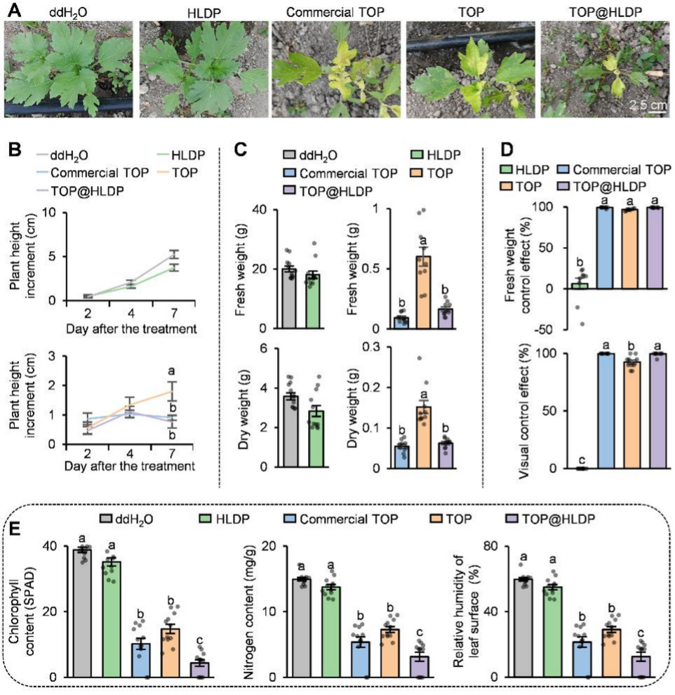 中国农大团队研发出基于HLDP的苯唑草酮纳米制剂，高效防治入侵杂草假苍耳