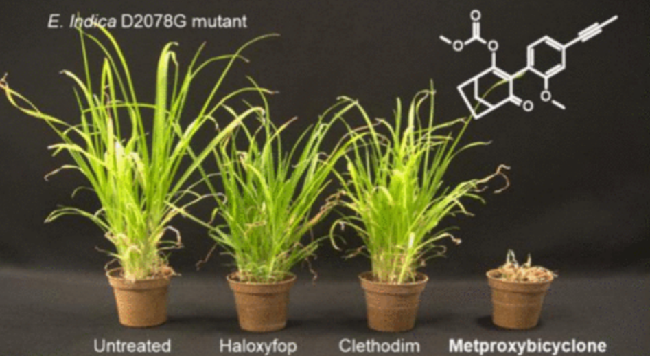 先正达推出40年来首个新机制除草剂