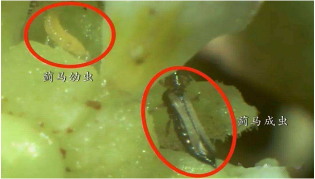 果蔬蓟马头号粉丝小蓟马抗性大怎么办？快用亿嘉刻敌®