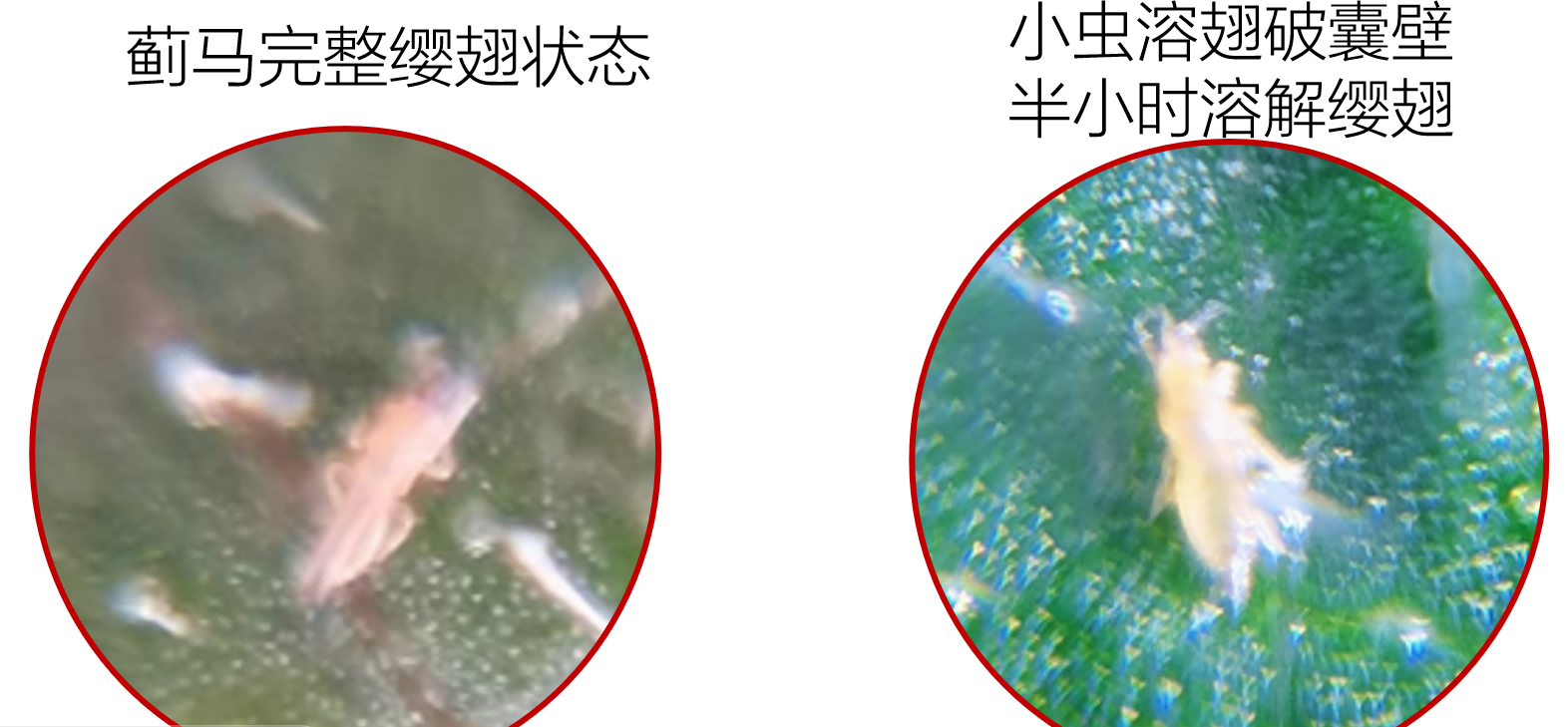 果蔬蓟马头号粉丝小蓟马抗性大怎么办？快用亿嘉刻敌®