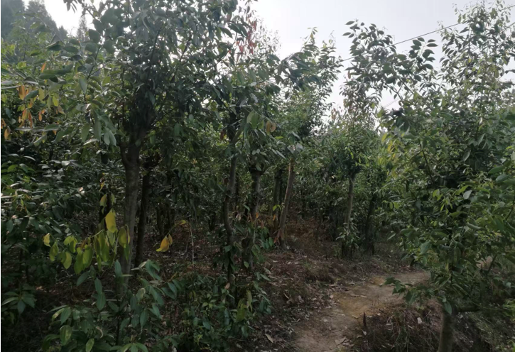 吴江曙光与比利时Limaru达成全球战略合作，其生产的生物基PBO在欧洲注册成功
