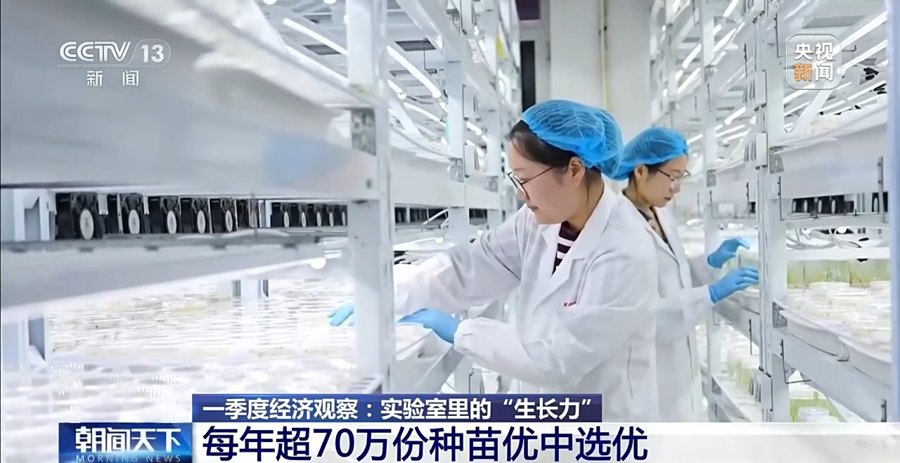 央视聚焦 | 育种提速、新农药突破 “大国粮仓”再添硬核底气
