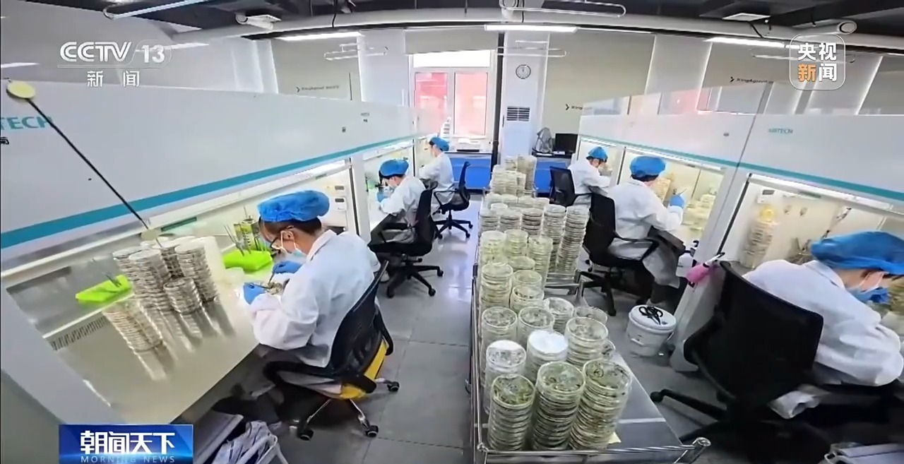 央视聚焦 | 育种提速、新农药突破 “大国粮仓”再添硬核底气