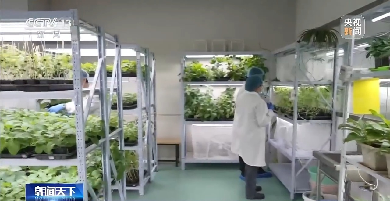 央视聚焦 | 育种提速、新农药突破 “大国粮仓”再添硬核底气