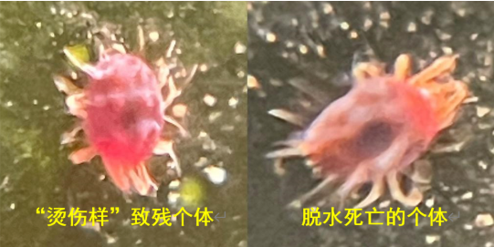 新发现颠覆认知！d-柠檬烯长效控虫秘密，藏在″肢体致残″里