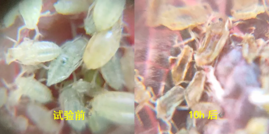新发现颠覆认知！d-柠檬烯长效控虫秘密，藏在″肢体致残″里