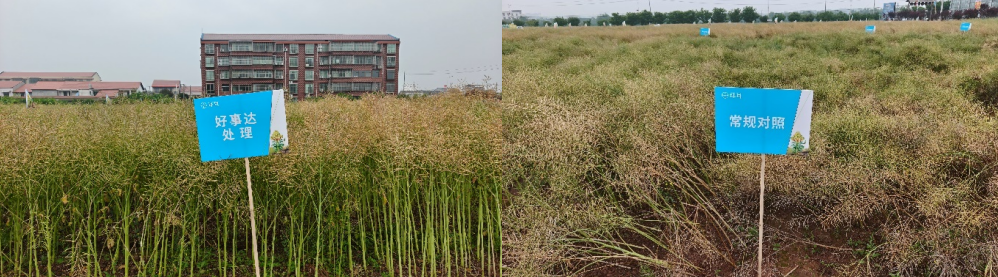 破解油菜菌核病防治难题,拜耳好事达3年田间试验展现稳产增收巨大潜力