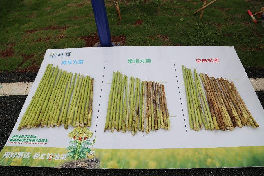 破解油菜菌核病防治难题,拜耳好事达3年田间试验展现稳产增收巨大潜力