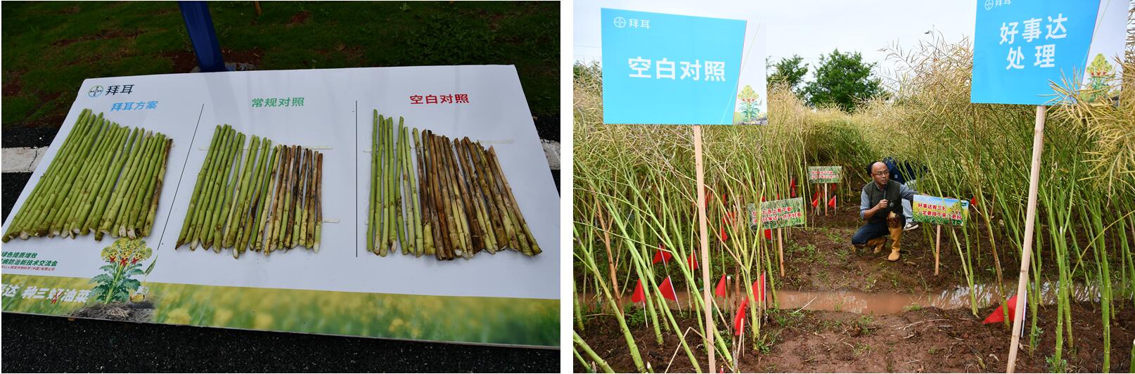 氟吡菌酰胺扩作在即，拜耳“好事达”强势加盟
