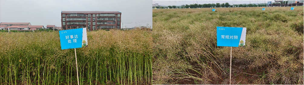 氟吡菌酰胺出击，拜耳"好事达"五年五省验证破解油菜菌核病防控难题