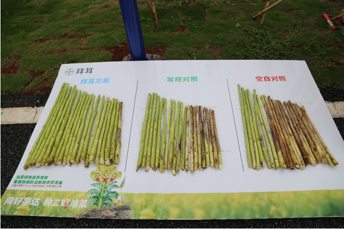 氟吡菌酰胺出击，拜耳"好事达"五年五省验证破解油菜菌核病防控难题