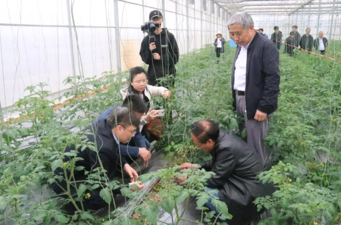中国创制杀病毒农药毒氟磷在辣椒、番茄病毒病防治上表现亮眼