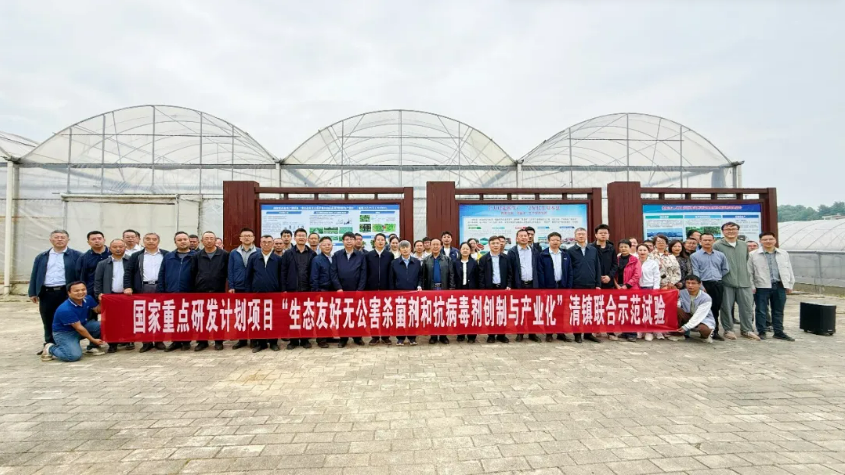 中国创制杀病毒农药毒氟磷在辣椒、番茄病毒病防治上表现亮眼
