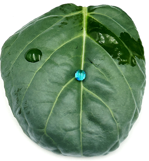 图片1.png Silwet™ Elix超级铺展剂:兼顾肥料与生物刺激素的产品性能与合规性,在欧盟肥料产品法规(FPR)框架下应对CMC聚合物挑战