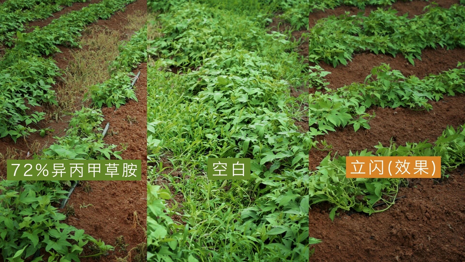 明德立达创新技术赋能,两款品牌产品优势突出