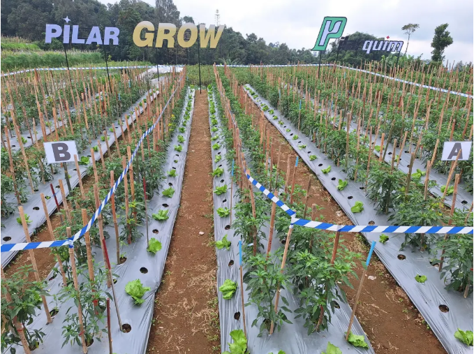 允发Pilarquim在印度尼西亚上市允富PILARGROW（28-高芸苔素内酯+赤霉酸）