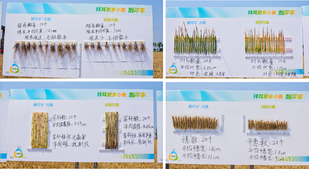 多款核心产品加盟，靓可丰方案品牌隆重上市