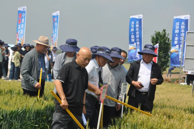 海利尔联合参与省重点研发计划,丙硫菌唑产品防效显著