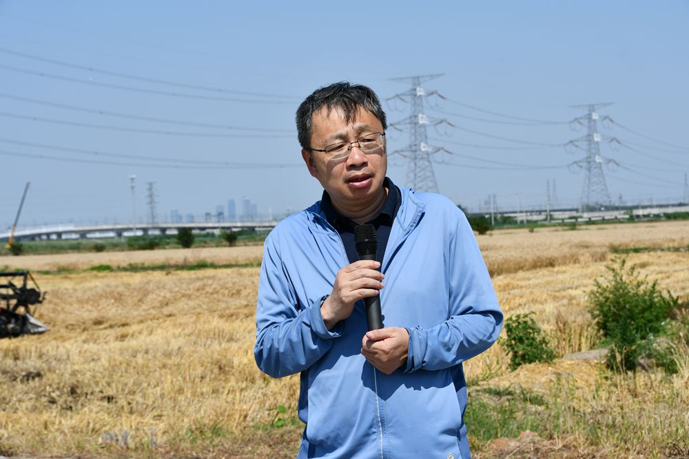 劲增9.46%,南京农业大学&黑能量小麦测产数据新鲜出炉