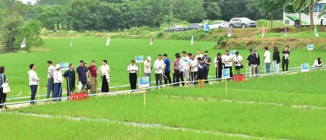 科迪华携手多方力量助力水稻草害治理能力提升