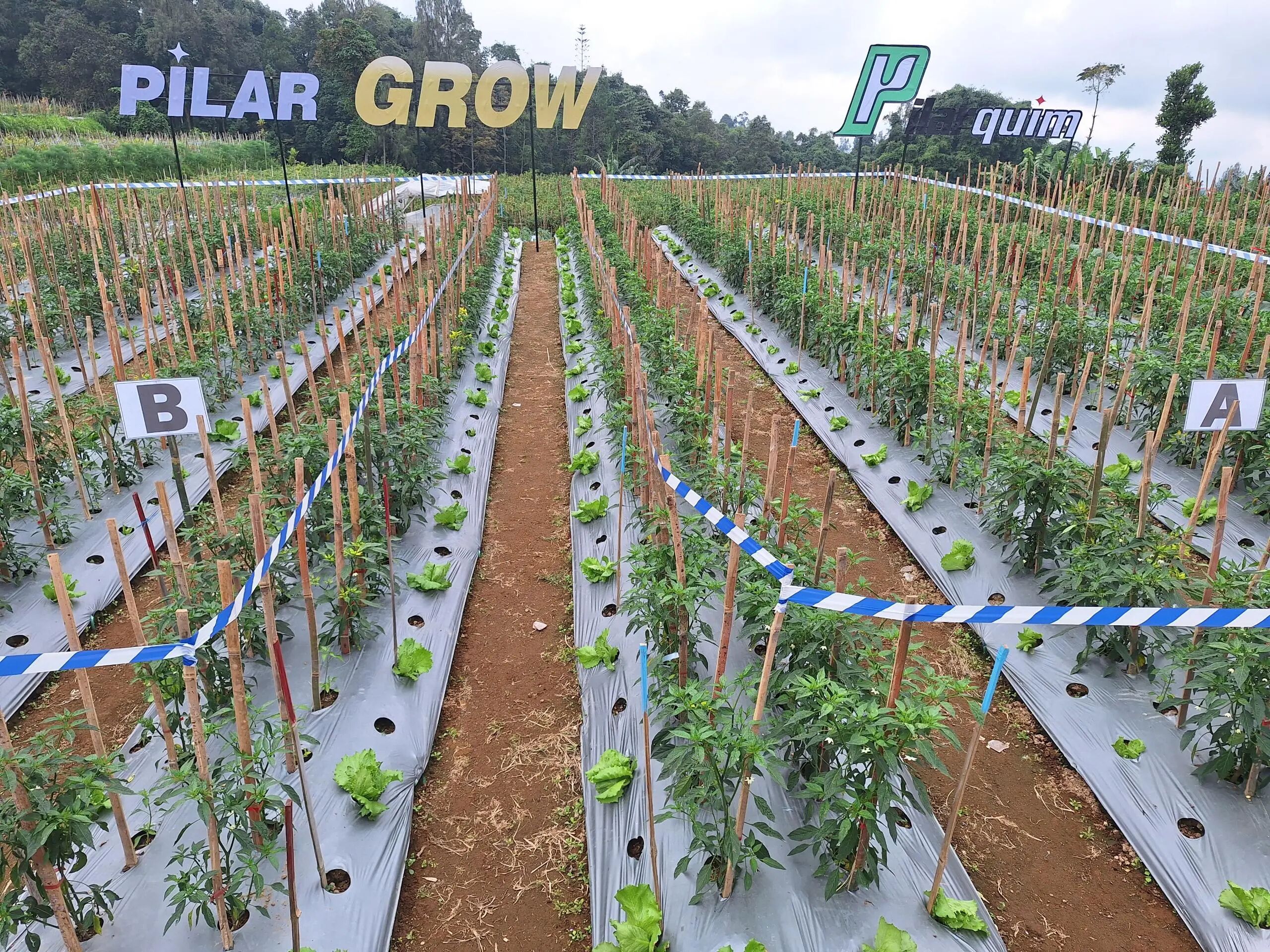 允富PILARGROW印尼上市会成功举办，助力当地农户迈向金色丰收