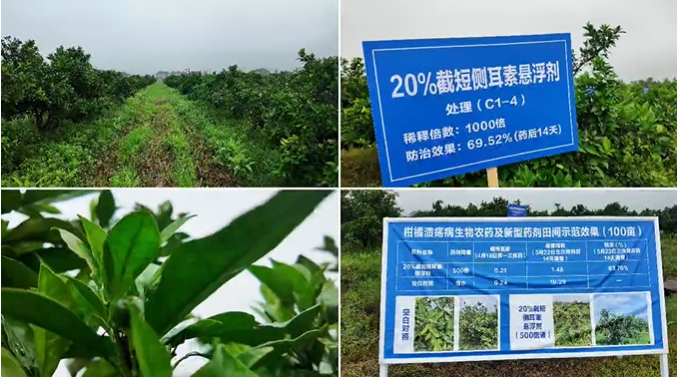 柑橘溃疡病田间防效超83%！贵州大学创新生物药剂截短侧耳素试验效果显著