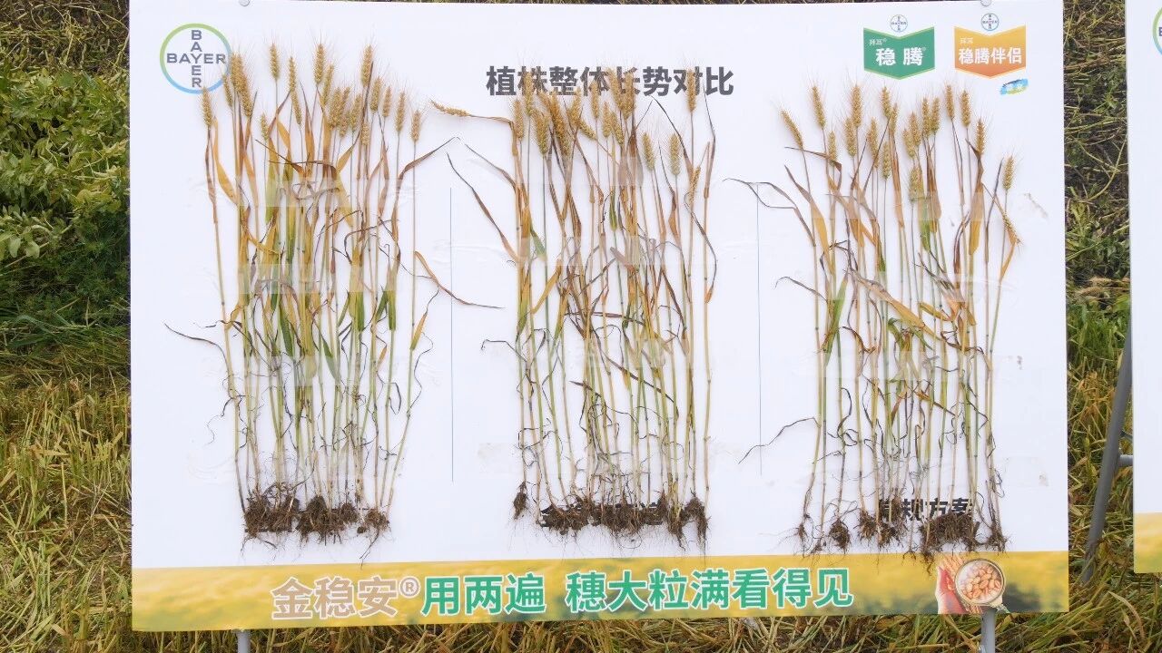 拜耳“更多”方案升级，护航稻麦增产提质