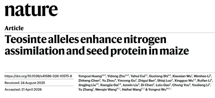 历时四年再破″蛋白密码″,中国科学团队聚合野生玉米高蛋白双基因,籽粒蛋白含量提升至15%