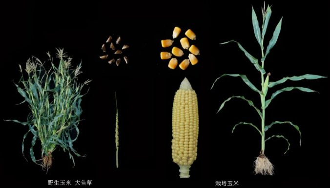 历时四年再破″蛋白密码″,中国科学团队聚合野生玉米高蛋白双基因,籽粒蛋白含量提升至15%