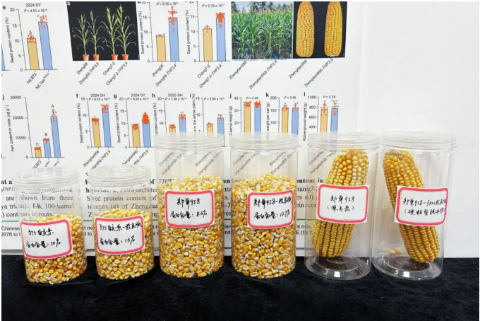 历时四年再破″蛋白密码″,中国科学团队聚合野生玉米高蛋白双基因,籽粒蛋白含量提升至15%