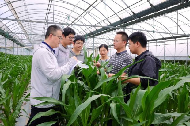 历时四年再破″蛋白密码″,中国科学团队聚合野生玉米高蛋白双基因,籽粒蛋白含量提升至15%