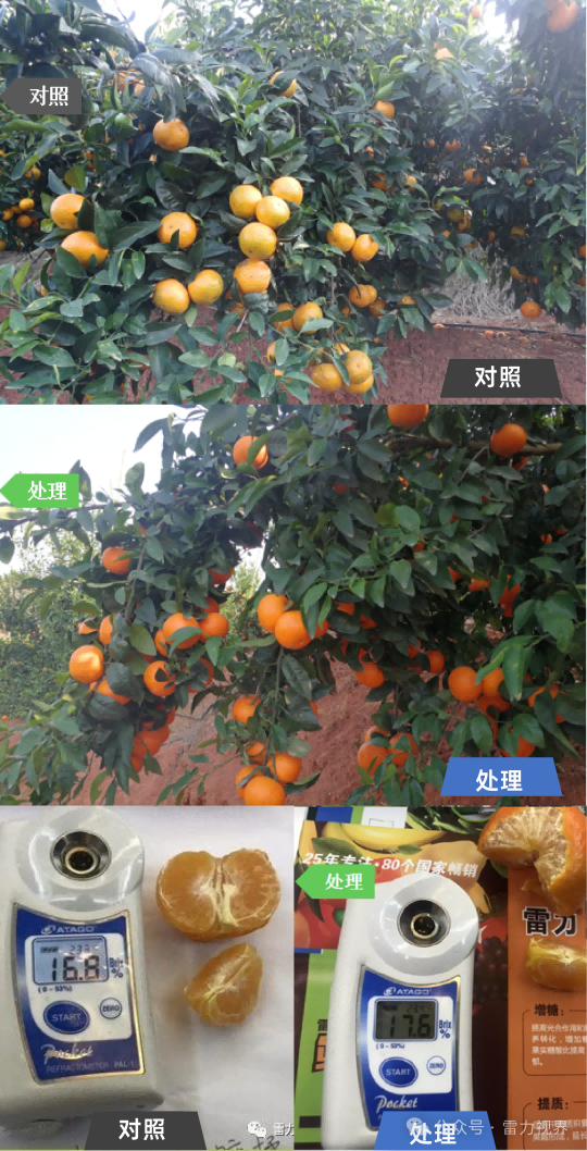雷力海倍甜：海王星+艾源倍甜基于生物刺激剂的膨果增糖与果品提质方案
