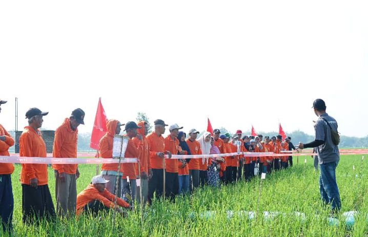 清原氟砜草胺亮相印尼，抗性稻田迎来全新HPPD解决方案