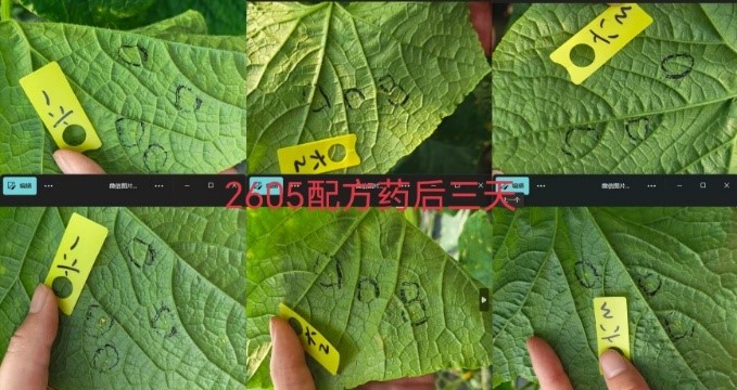 全新一代双导杀菌修复剂——亿嘉金朝颜:作物健康的″防护盾″+″修复剂″