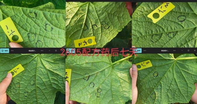 全新一代双导杀菌修复剂——亿嘉金朝颜:作物健康的″防护盾″+″修复剂″