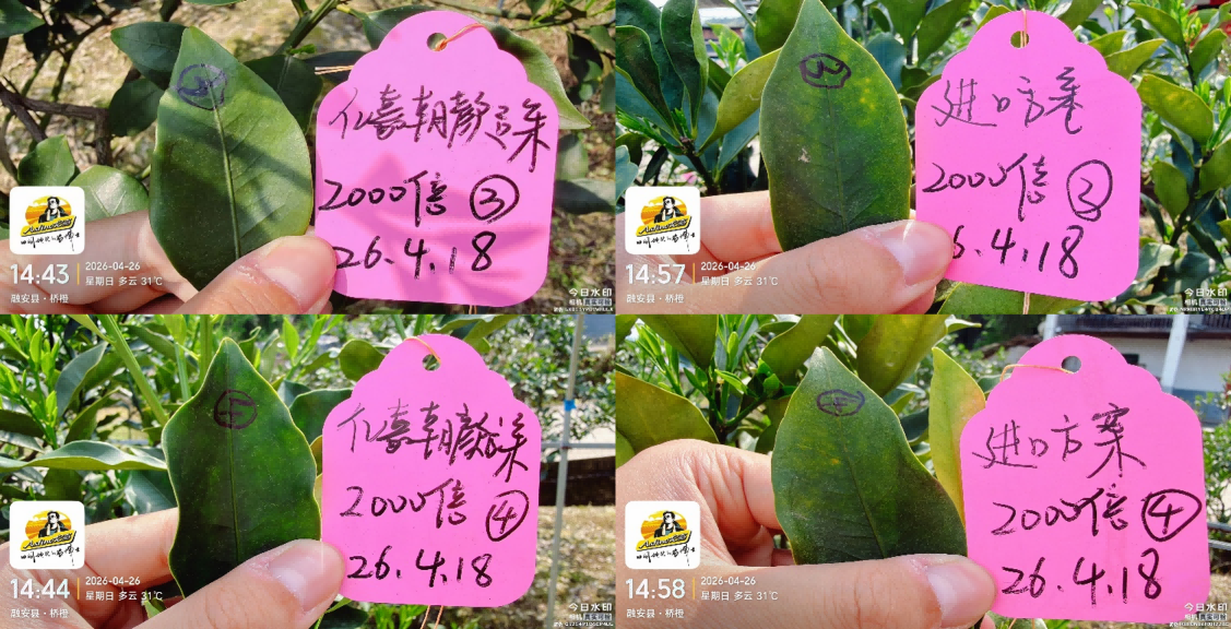 全新一代双导杀菌修复剂——亿嘉金朝颜：作物健康的″防护盾″+″修复剂″